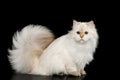 Furry British Cat white color on Isolated Black Background Royalty Free Stock Photo