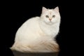 Furry British Cat white color on Isolated Black Background Royalty Free Stock Photo