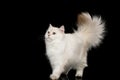 Furry British Cat white color on Isolated Black Background Royalty Free Stock Photo