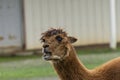 Furry brown Alpaca chewing with mouth open Royalty Free Stock Photo