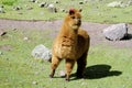 Furry brown alpaca with purple ribbon on ear