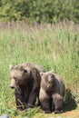 Furry brown bear cub with mother Royalty Free Stock Photo