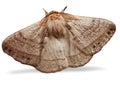Furry Brown Moth on a white Background Royalty Free Stock Photo