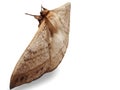 Furry Brown Moth on a white Background Royalty Free Stock Photo