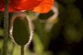 Furry bud of an oriental poppy underneath a scarlet bloom Royalty Free Stock Photo