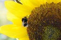 Furry bumblebee on the flower head of a sunflower Royalty Free Stock Photo