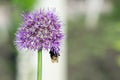 A furry bumblebee in a funny angle collects nectar from a leek inflorescence against the background of a blurred garden