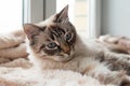 Furry cat of seal lynx point color with blue eyes is lying on a pink blanket.