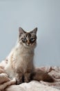 Furry cat of seal lynx point color with blue eyes on a pink blanket and gray background.
