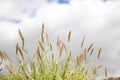 Furry cat tail grass