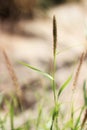 Furry cat tail grass