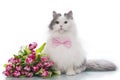 Furry cat on white isolated background with a bouquet of tulips