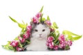 Furry cat on white isolated background with a bouquet of tulips Royalty Free Stock Photo