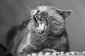 A furry cat yawns with its mouth wide open and its tongue and teeth sticking out