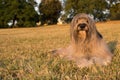 CATALAN SHEEP DOG LYING DOWN ON GRASS ON SUMMER