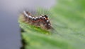 Brown-tail moth caterpillar, (Euproctis chrysorrhoea)on a leaf Royalty Free Stock Photo