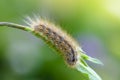 Furry caterpillar rhyparia purpurata descends down a leaf of grass Royalty Free Stock Photo