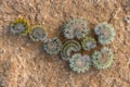 Furry caterpillars in the shape of a flower Royalty Free Stock Photo