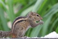 Chipmunk eating something Royalty Free Stock Photo