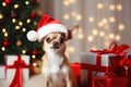 Furry Christmas greetings: chihuahua and Santa hat