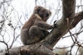 Furry coala bear sleeping on the branch, near Melbourne, Australia