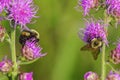 Furry cute bumble bees feeding and pollinating on what I believe is a purple rough blazing star flower - smooth green background -