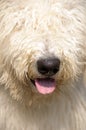 Furry dog Royalty Free Stock Photo
