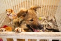 Animal on display at an adoption fair in Goiania. Royalty Free Stock Photo