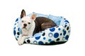 Furry dog on dog bed Royalty Free Stock Photo
