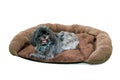 Furry dog on dog bed