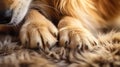 furry dog paws Royalty Free Stock Photo