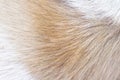 Furry dog texture with natural brown white smooth patterns on background Royalty Free Stock Photo