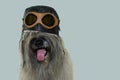 FURRY DOG WEARING AN AVIATOR OR PILOT HAT WITH GOGGLES. ISOLATED ON BLUE COLORED BACKGROUND. IMAGINATION, TRAVELING OR DREAM Royalty Free Stock Photo