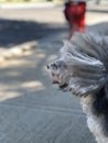 Furry dog on windy day with red hydrant Royalty Free Stock Photo