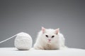 furry domestic cat near tangled ball
