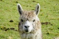 Furry domesticated alpaca portrait