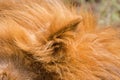 Furry ear of Male lion sleeping at Serengeti National Park in Tanzania, Africa