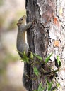 Eastern Gray Squirrel hugging a tree at Laura S Walker State Park, Georgia USA