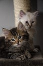 2 furry faces and 2 fluffy kittens Royalty Free Stock Photo