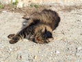 Furry fat Stray Cat, Acropolis Slopes, Athens, Greece