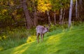 Furry feer on the lawn in the forest