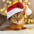 Furry and Festive: Abyssinian Cat Embraces the New Year in Santa's Hat Royalty Free Stock Photo