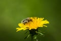 Furry flower beetle feeding on dandelion Royalty Free Stock Photo
