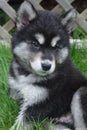 Furry and Fluffy Alusky Puppy About Two Months Old