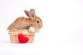 Furry and fluffy cute red brown rabbit erect ears are sitting in the basket and litter red heart placed in front. Isolated on