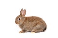 Furry and fluffy cute red brown rabbit erect ears are sitting look in the camera, isolated on white background. Concept of rodent Royalty Free Stock Photo
