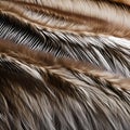 A furry and fluffy texture with animal fur and feathers1, Generative AI Royalty Free Stock Photo