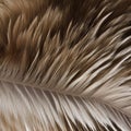 A furry and fluffy texture with animal fur and feathers4, Generative AI Royalty Free Stock Photo