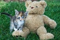 calico kitten and teddy bear