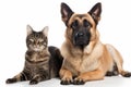 Furry Friends: Cat and Dog Posed Together for Pet Lovers.